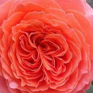 Поръчка на рози - Носталгични рози - оранжев - Pоза Емилиен Гуиллот - дискретен аромат - Доминиqуе Массад - -